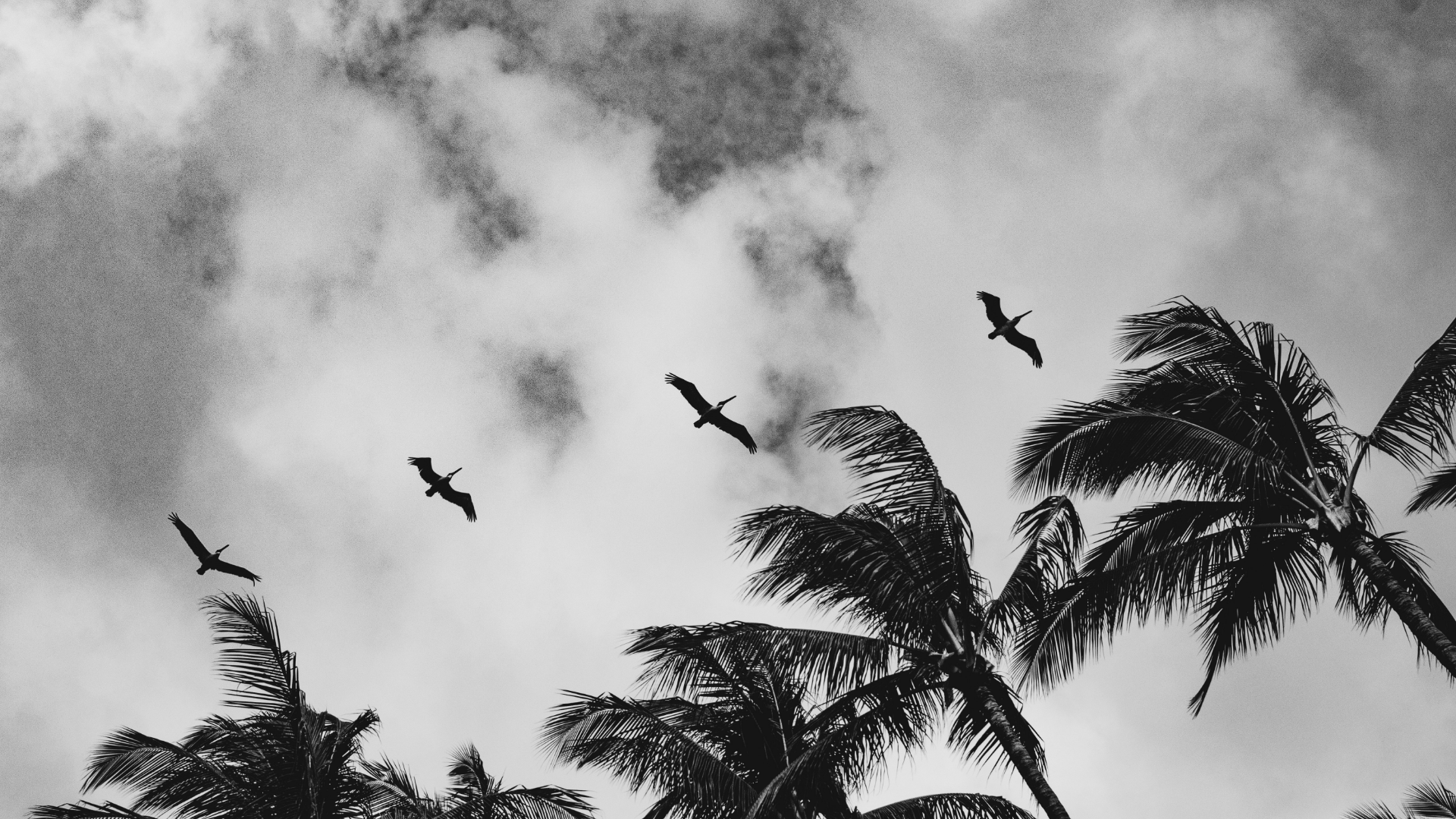 birds_palmtrees